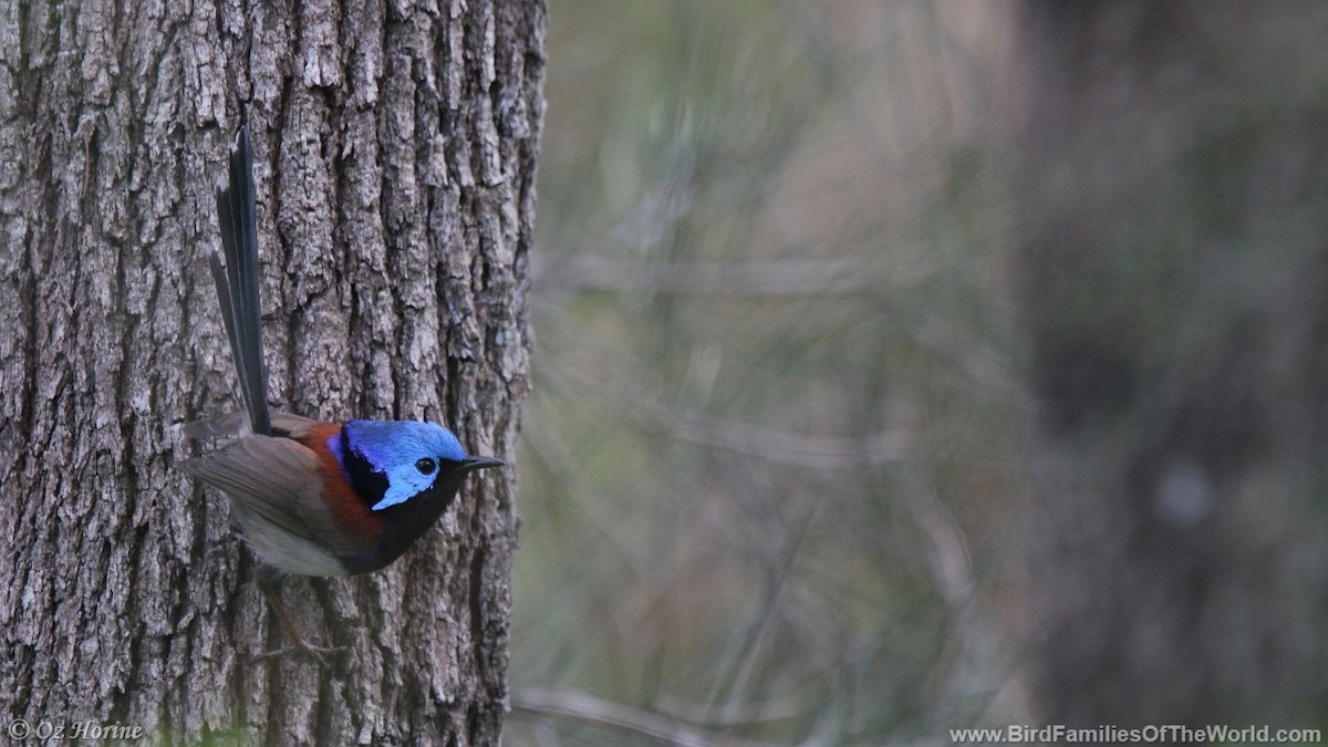 Variegated Fairywren - ML521214681