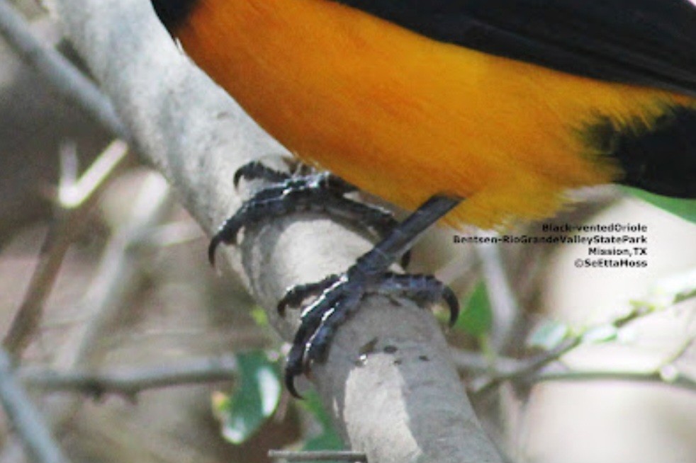 Black-vented Oriole - ML521215071