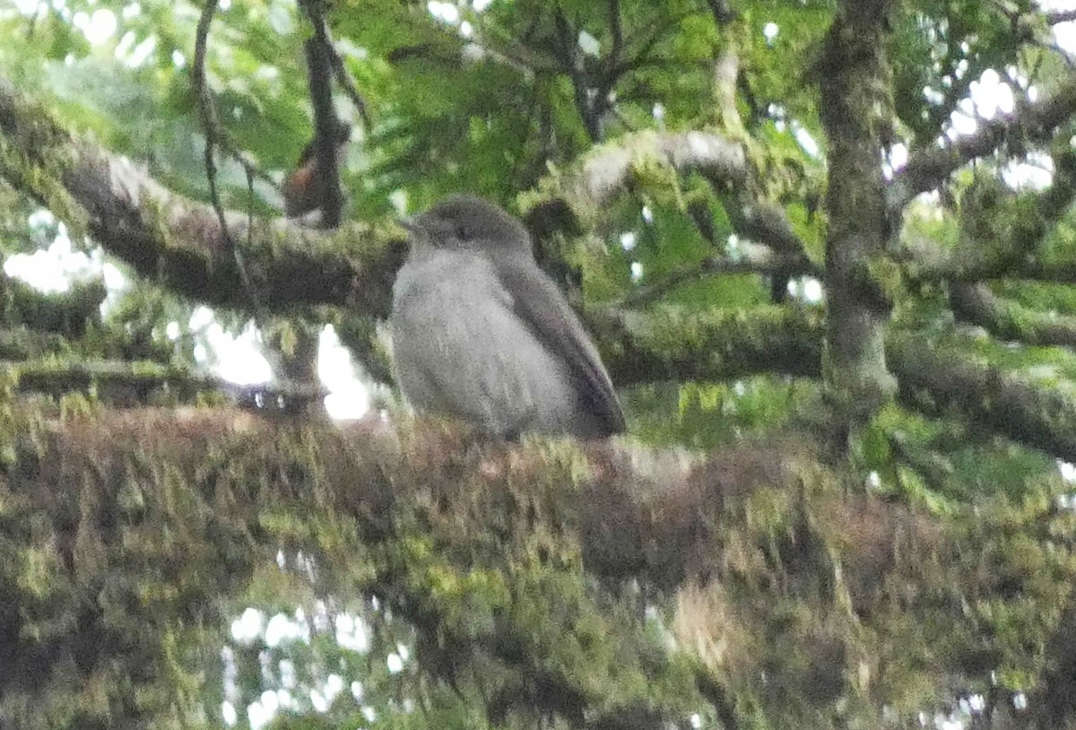 Gobemouche de Chapin - ML521217911