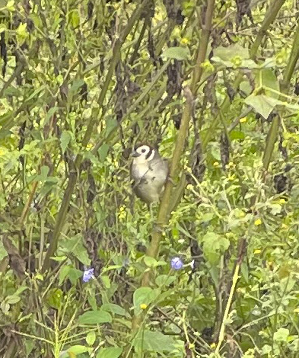 White-faced Ground-Sparrow - ML521218791