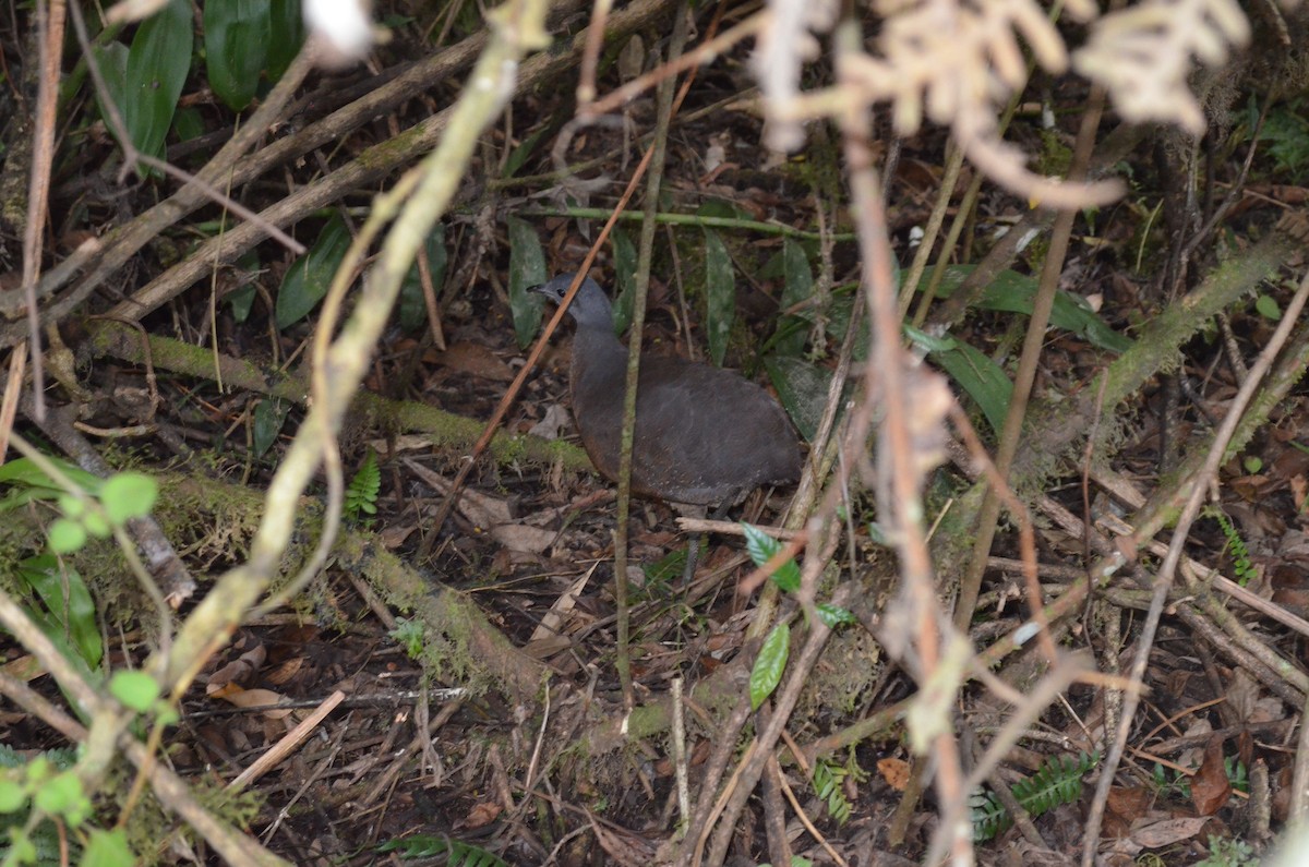 Hooded Tinamou - ML521218811