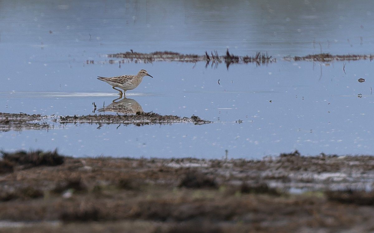 Sharp-tailed Sandpiper - ML521218881