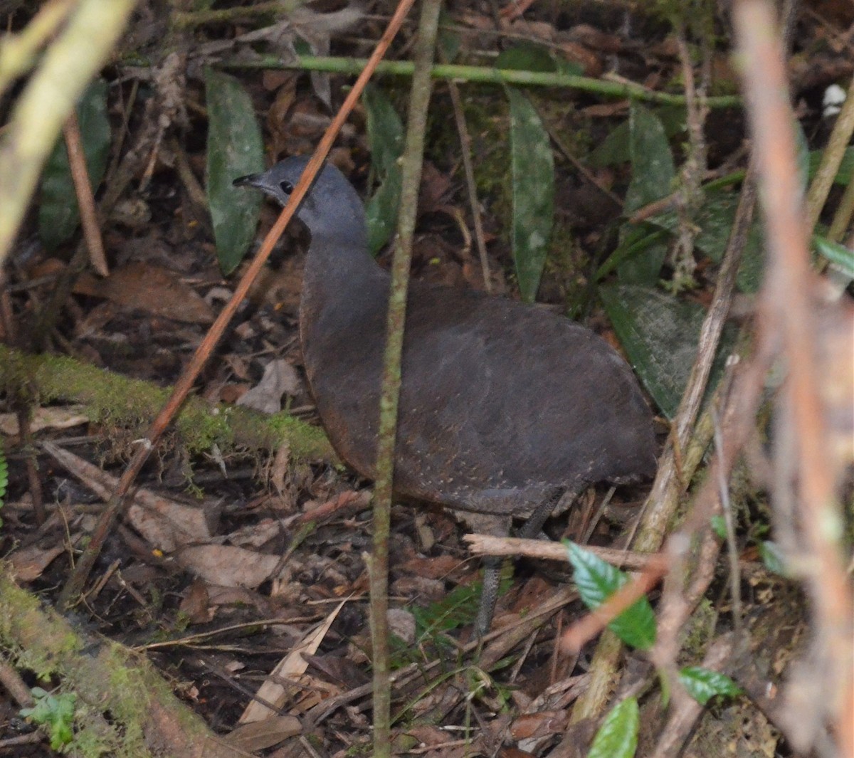 Tinamou à capuchon - ML521218901