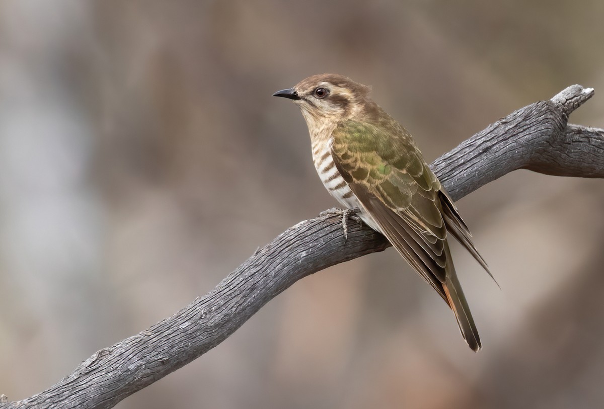 Horsfield's Bronze-Cuckoo - ML521218951