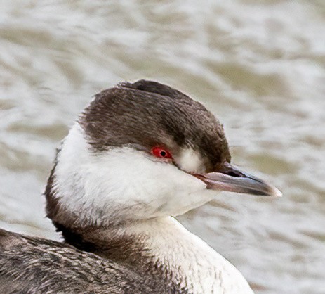 Horned Grebe - Jeff Todoroff