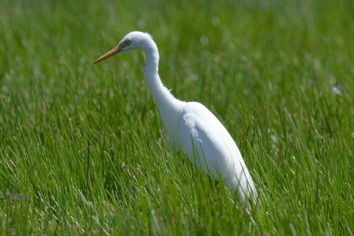 Plumed Egret - ML521221491