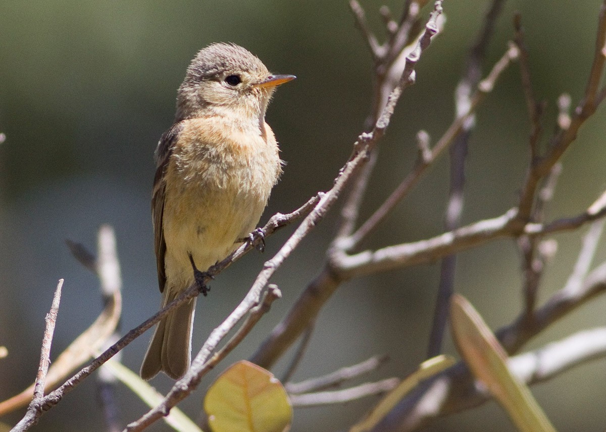 Buff-breasted Flycatcher - ML52122171