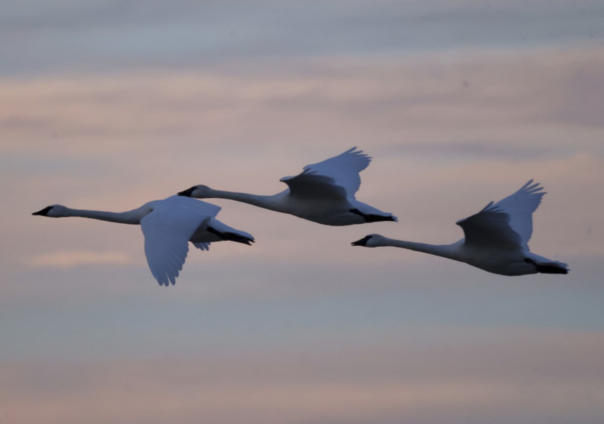 Trumpeter Swan - Cheryl Rosenfeld