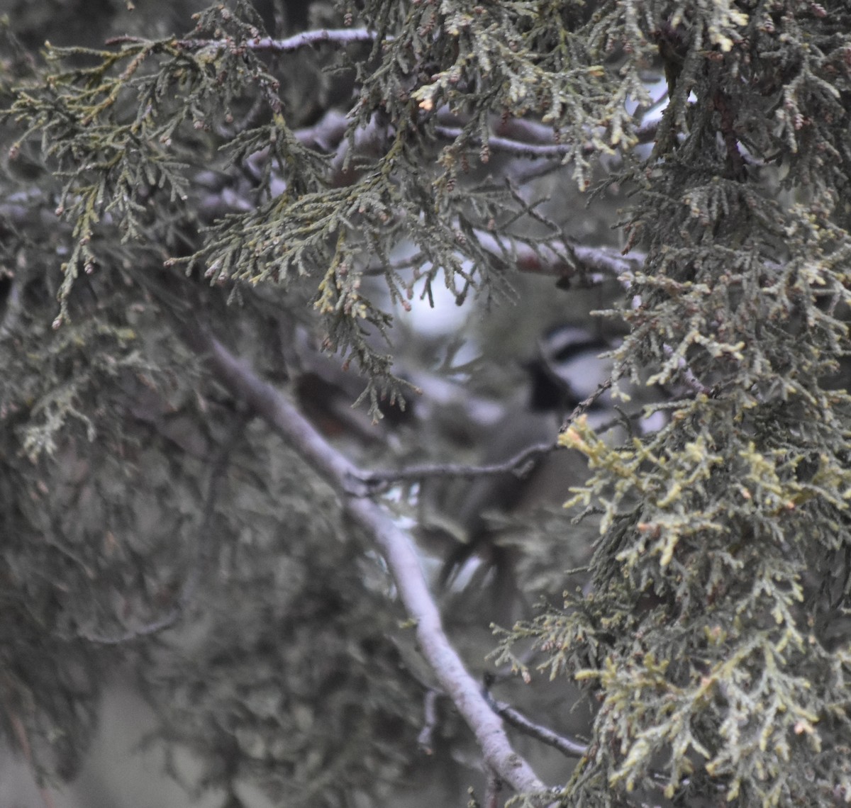 Mountain Chickadee (Rocky Mts.) - ML521221931