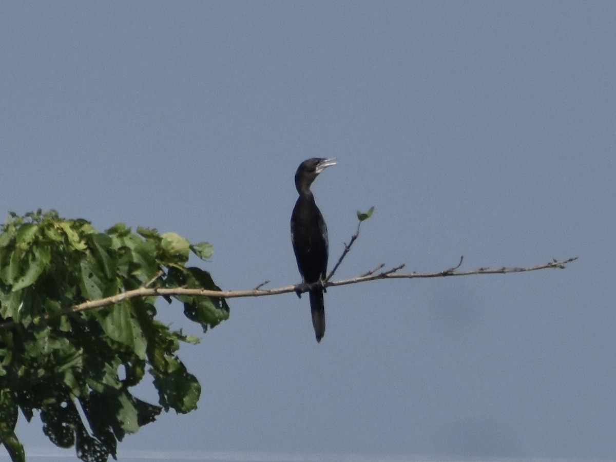 Little Cormorant - Alen Alex