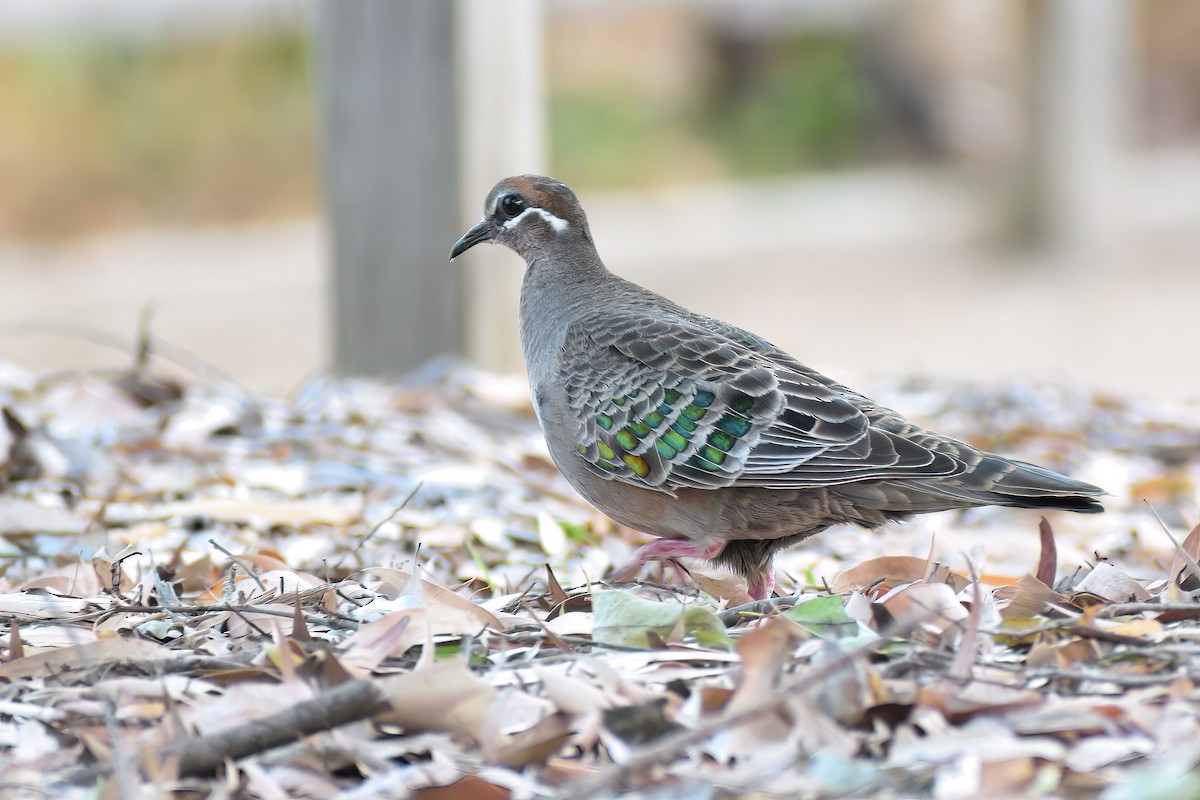 Common Bronzewing - ML521223161