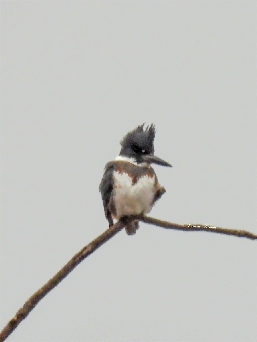 Belted Kingfisher - ML521223351