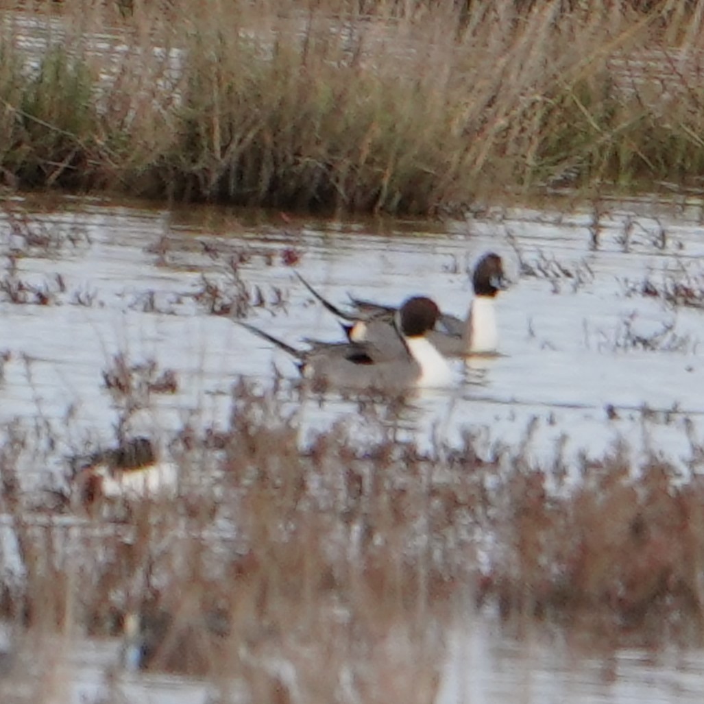 Northern Pintail - ML521223711