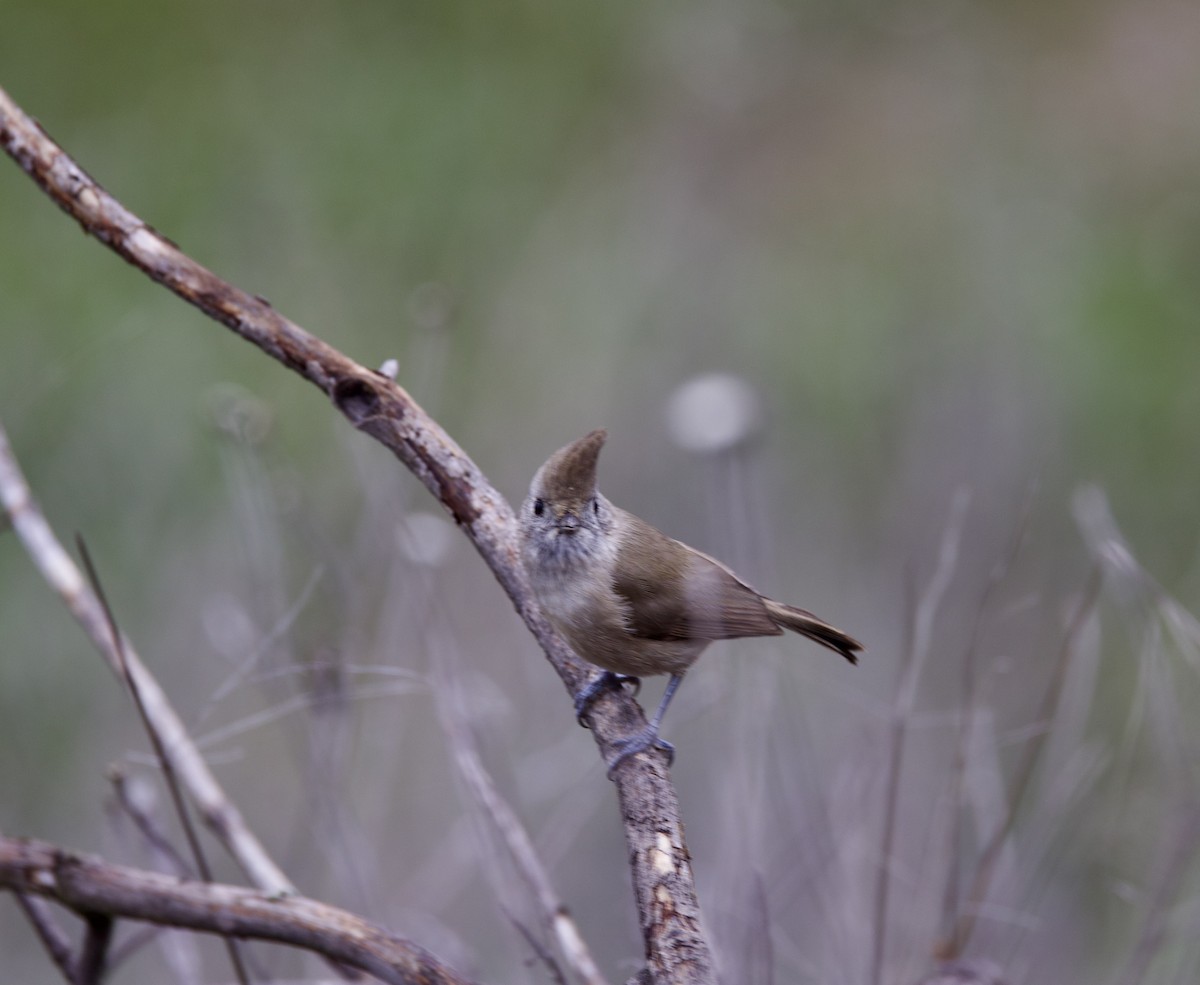 Oak Titmouse - ML521224111