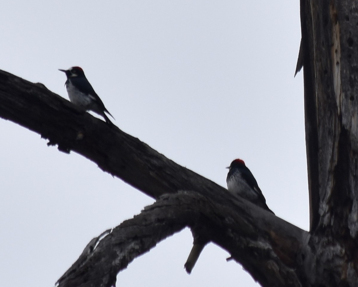 Acorn Woodpecker - ML521224991