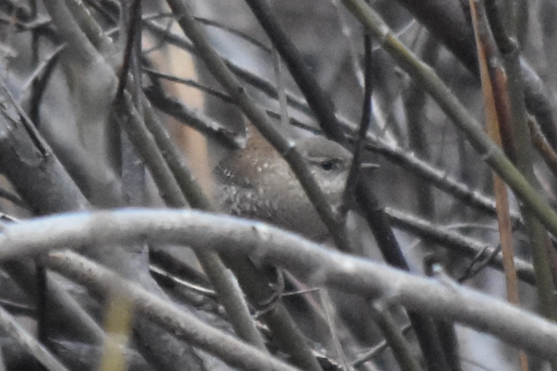 Winter Wren - Larry Langstaff