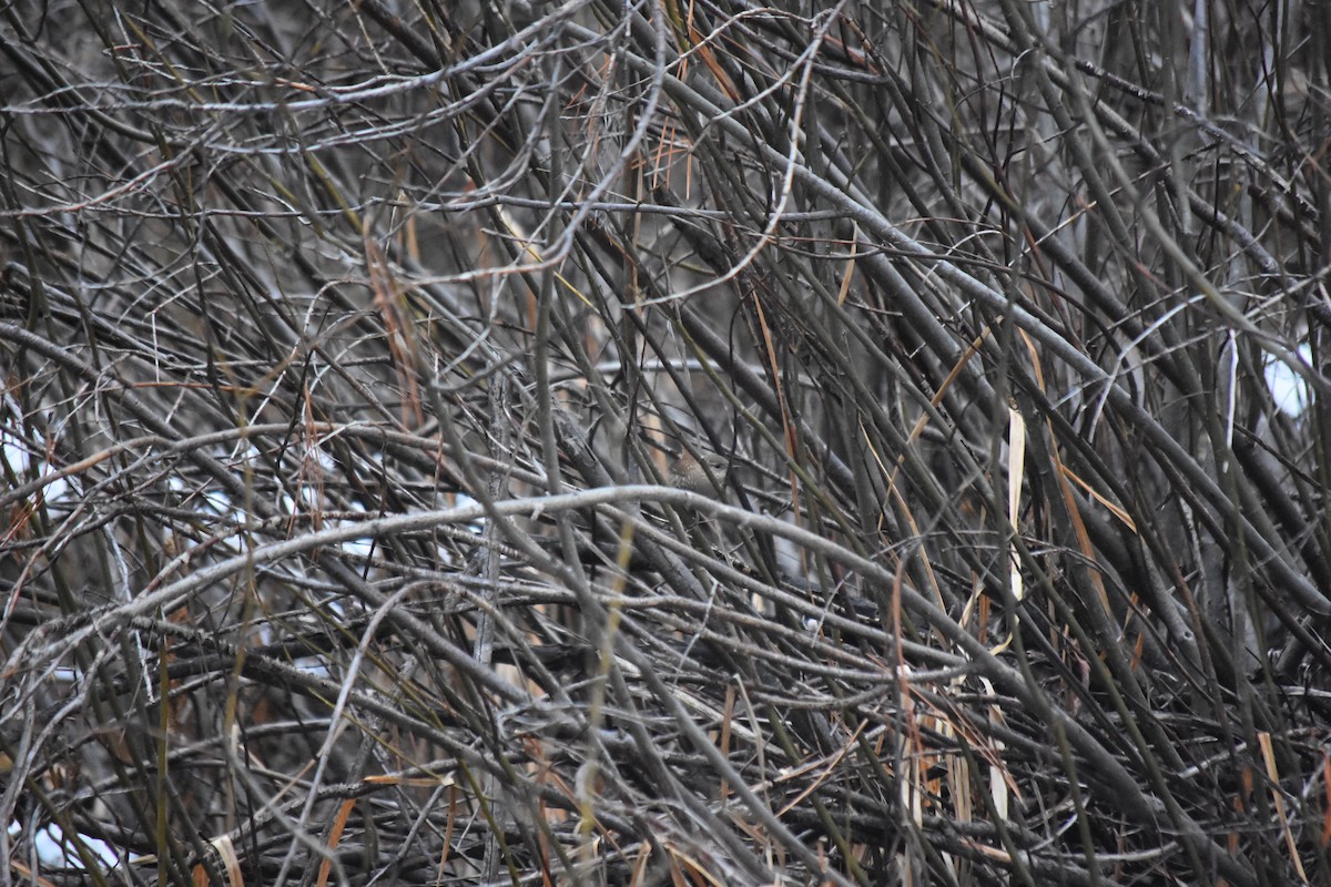 Winter Wren - ML521225071