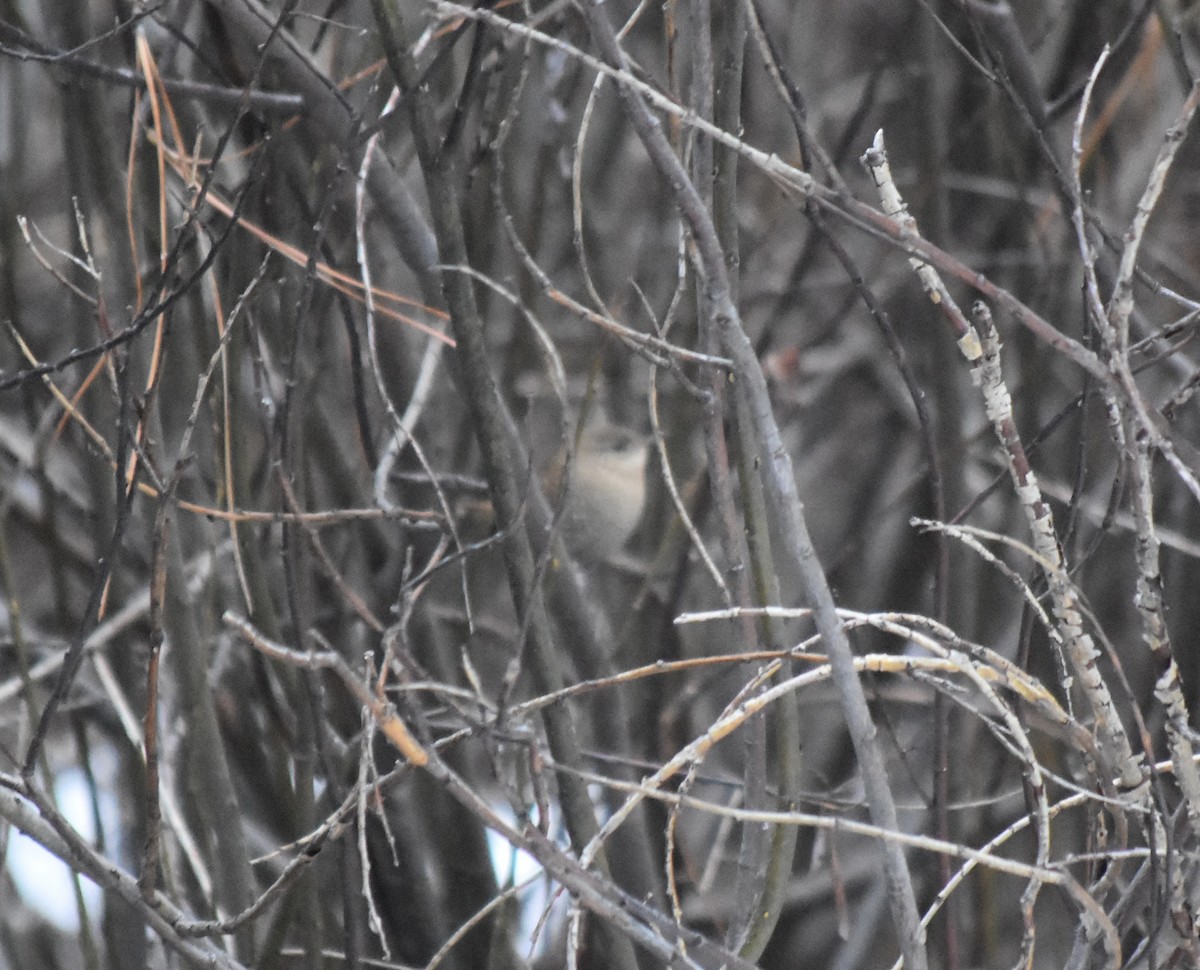 Winter Wren - Larry Langstaff