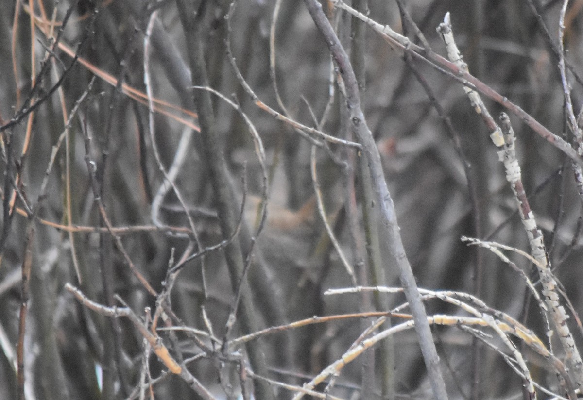 Winter Wren - Larry Langstaff