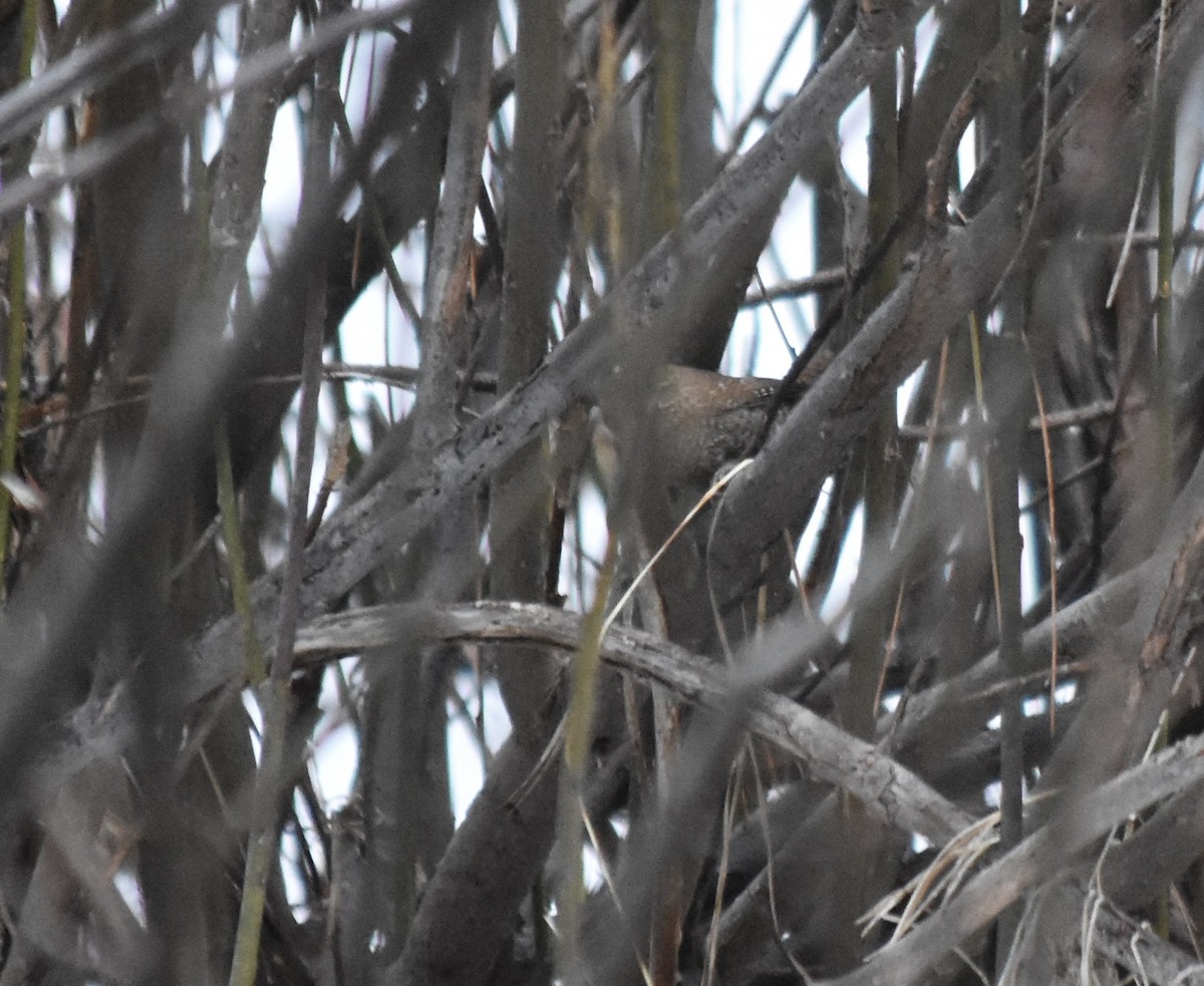 Winter Wren - ML521225131