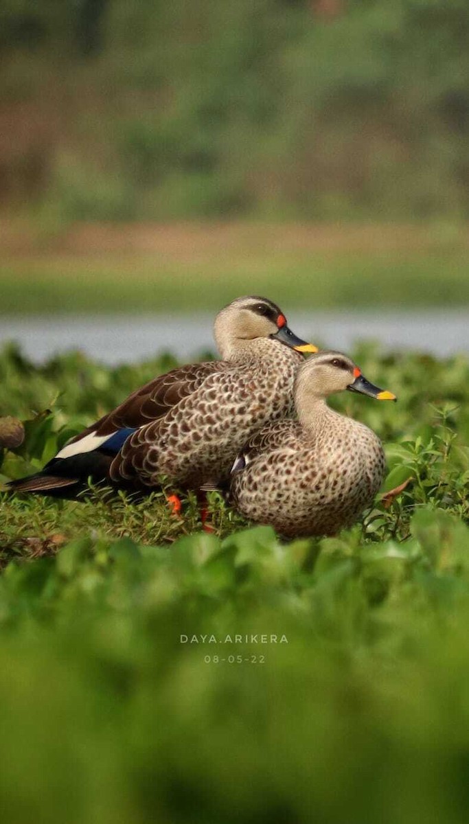 Indian Spot-billed Duck - ML521225191