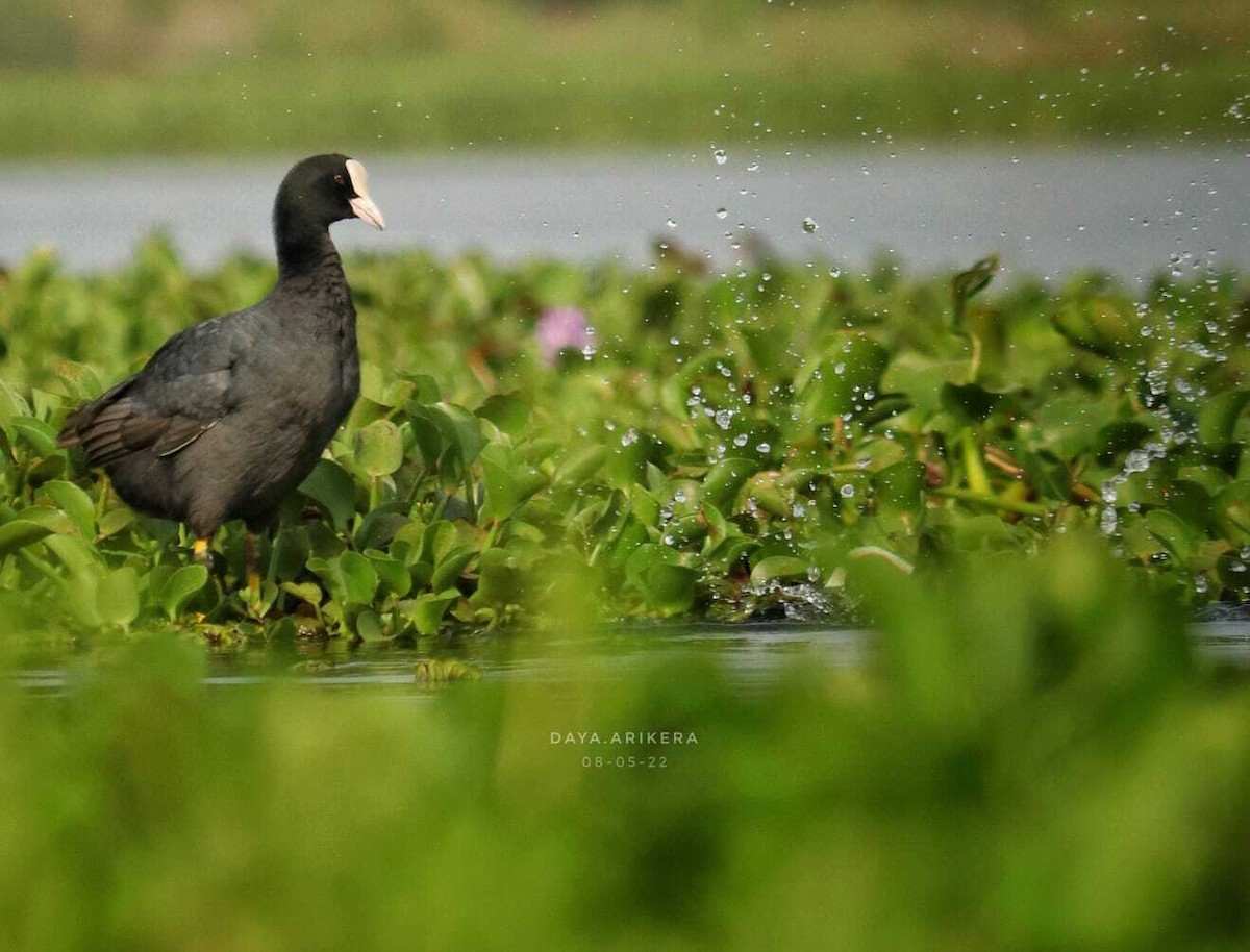 Eurasian Coot - ML521225771