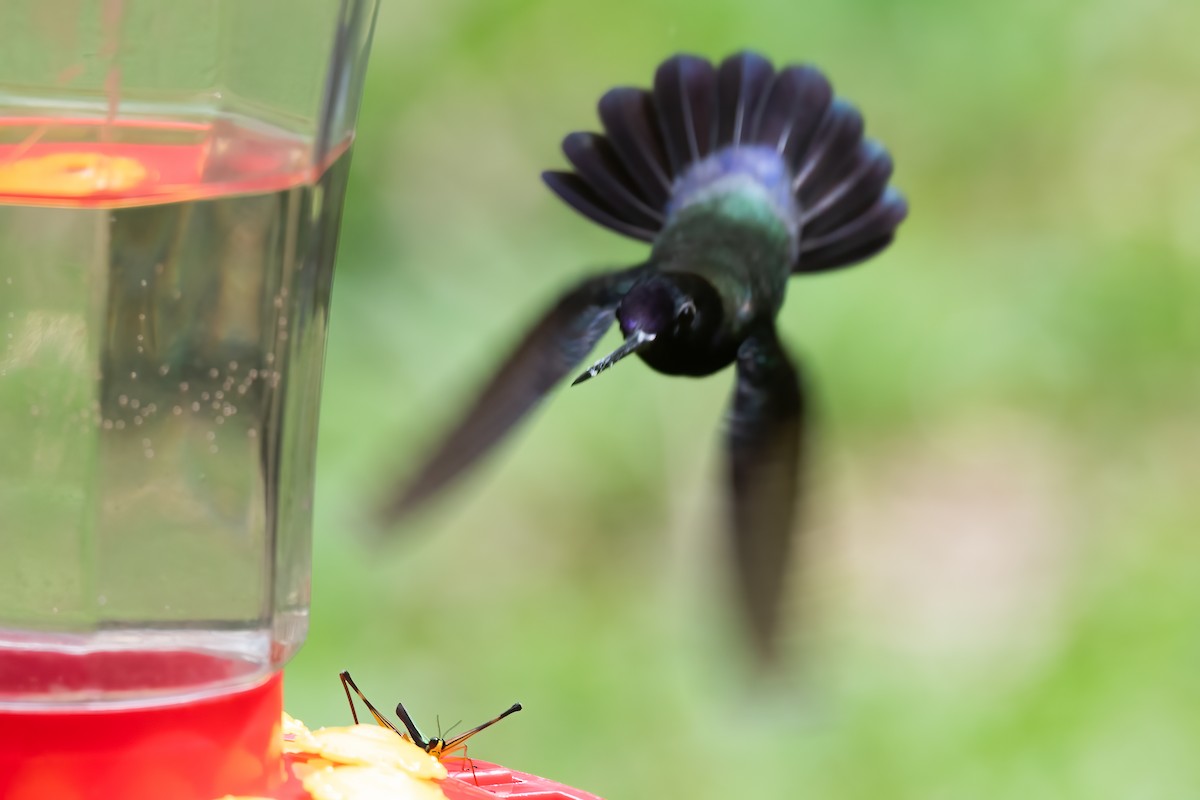 Colibrí Picolanza Menor - ML521226221