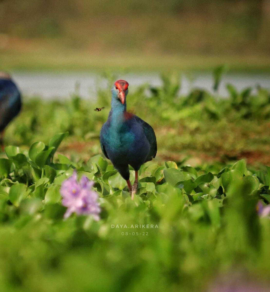 Gray-headed Swamphen - ML521226261