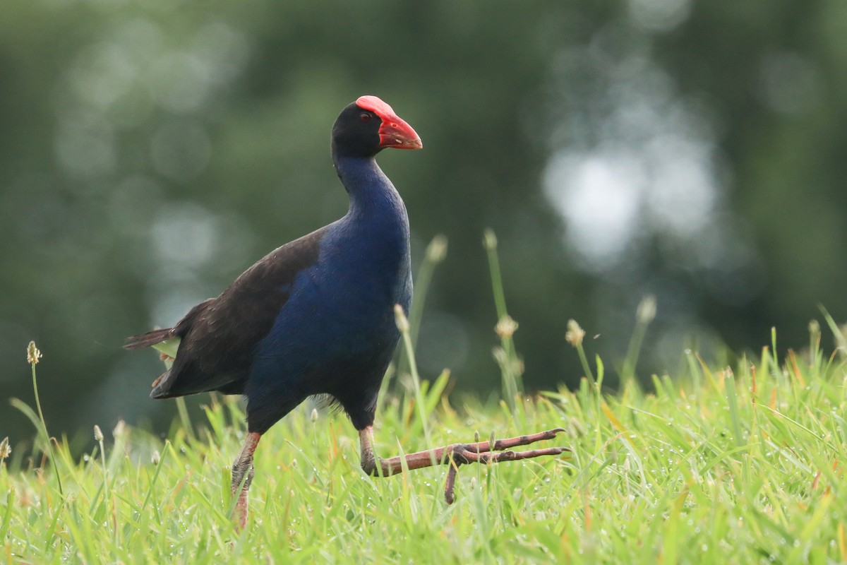 Australasian Swamphen - ML521226491