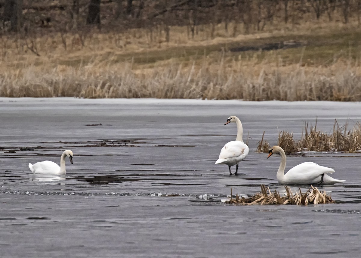 Mute Swan - Michelle Terrell