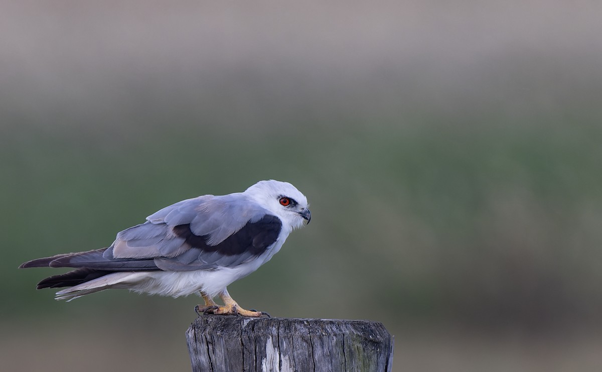 Black-shouldered Kite - ML521227201