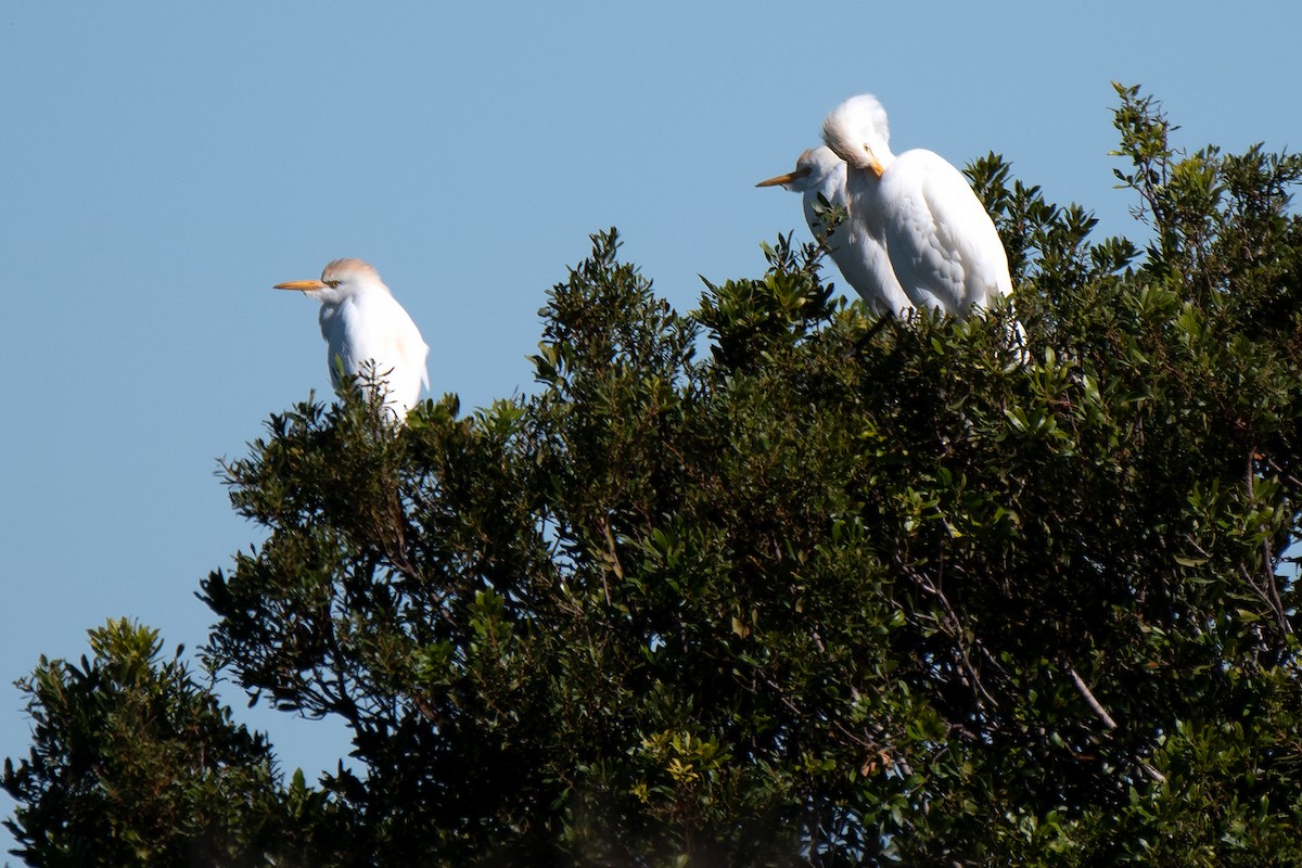 Western Cattle-Egret - ML521227401