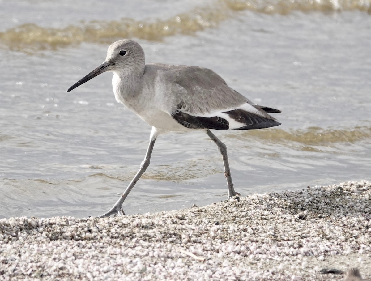 Willet - ML521227451