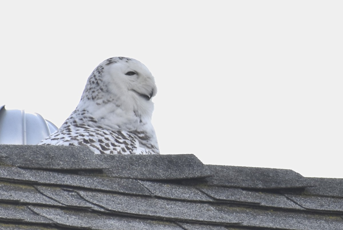 Snowy Owl - Alexander deBarros