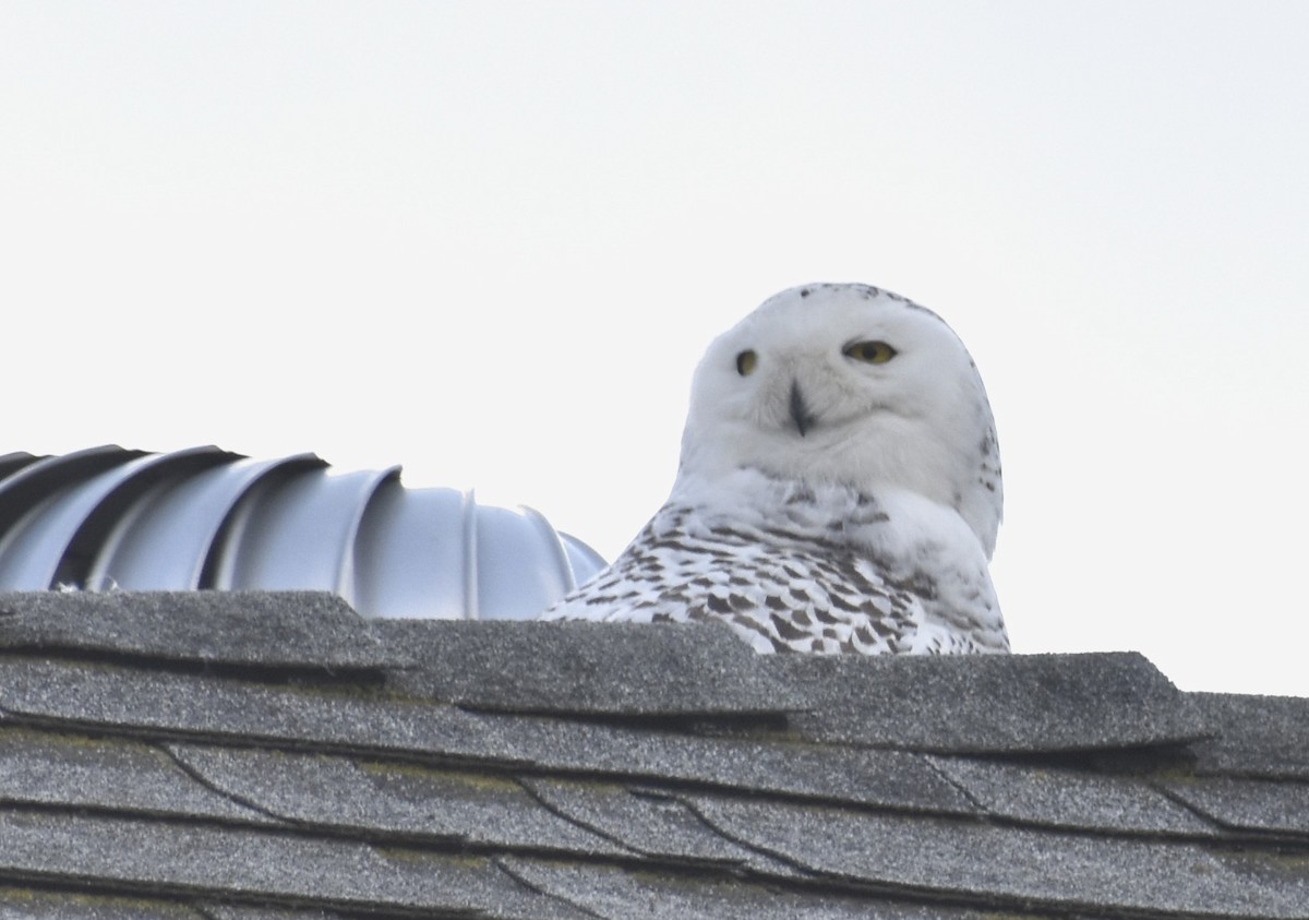 Snowy Owl - ML521227651