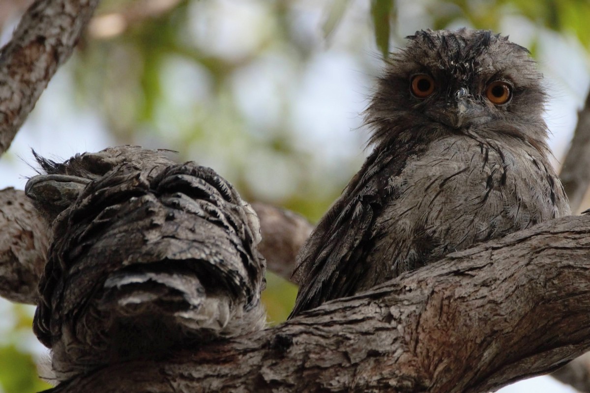 Tawny Frogmouth - ML521227821