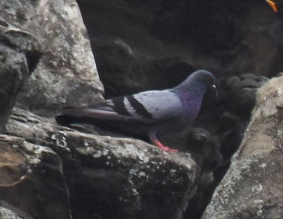 Rock Pigeon (Feral Pigeon) - Zachary Peterson