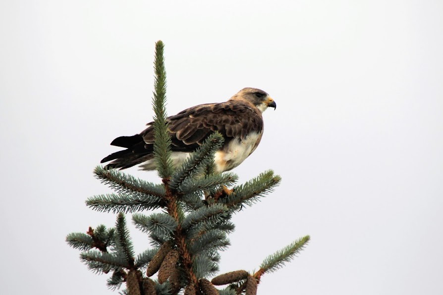 Swainson's Hawk - ML521230581