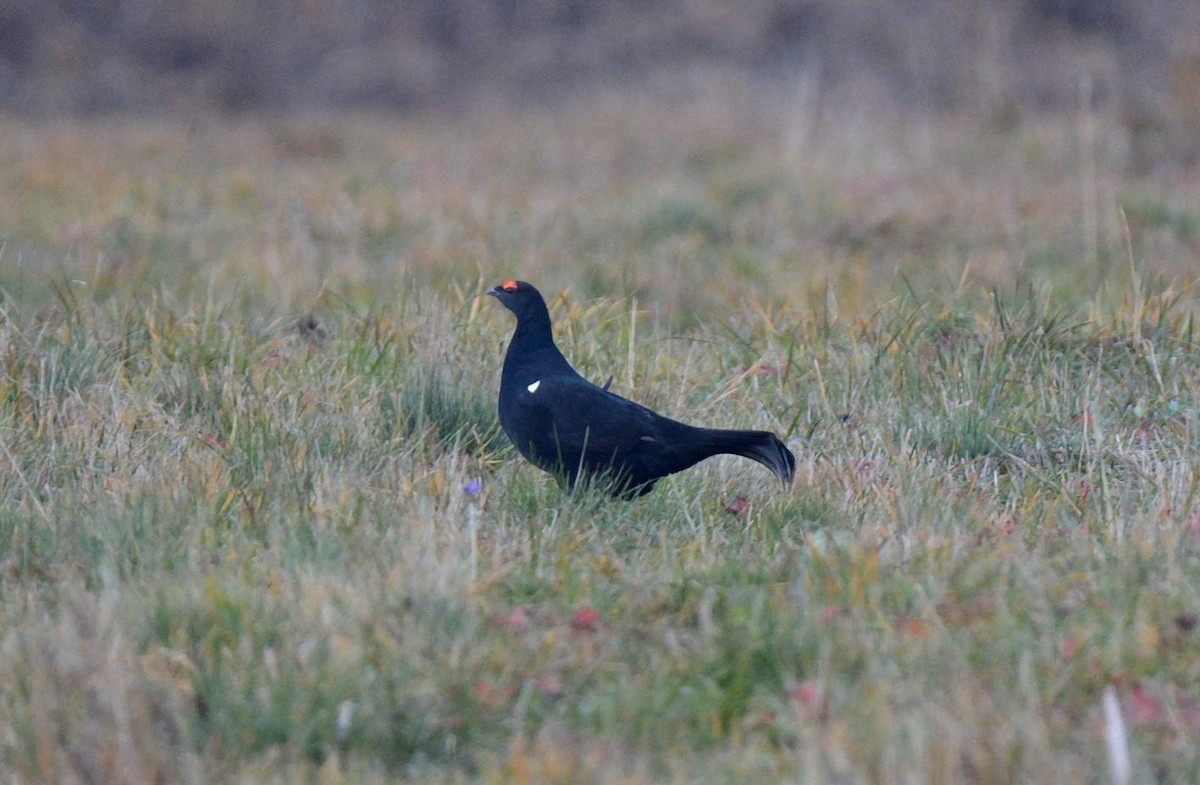 Caucasian Grouse - ML521232551