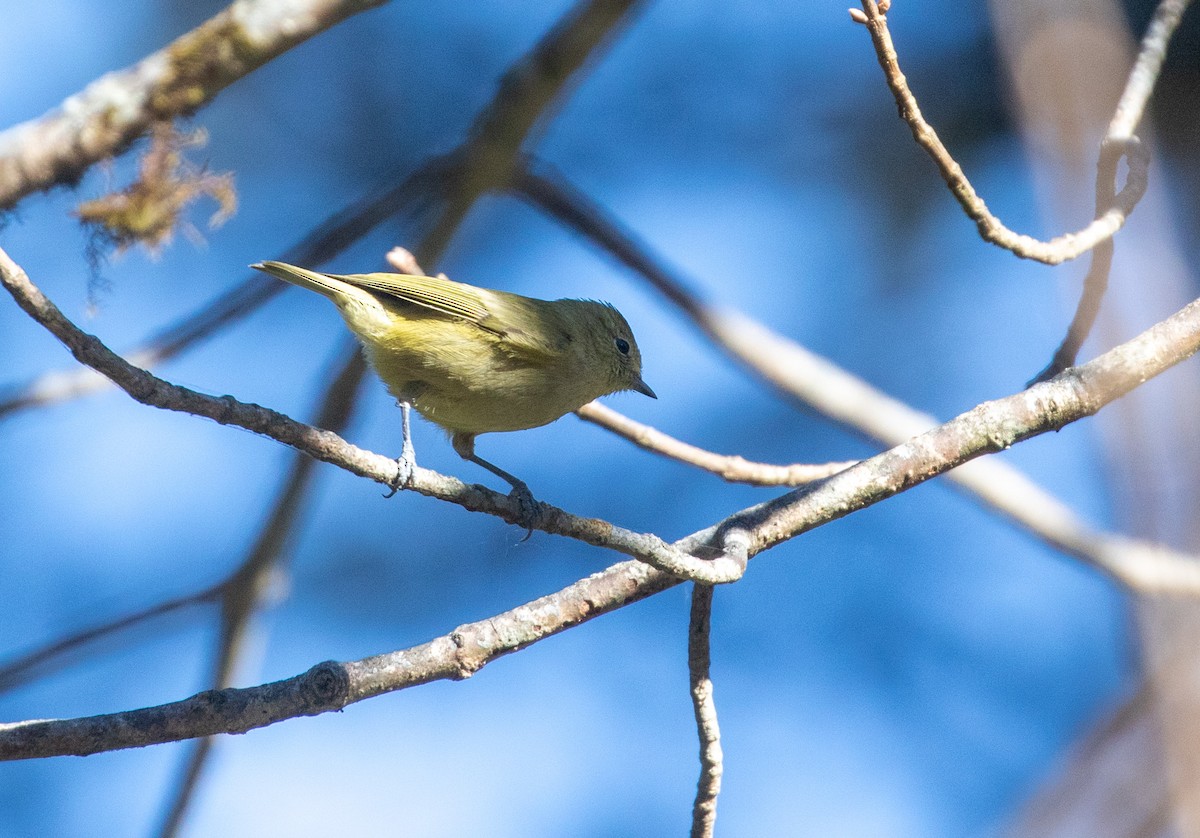 Yellow-browed Tit - William Price