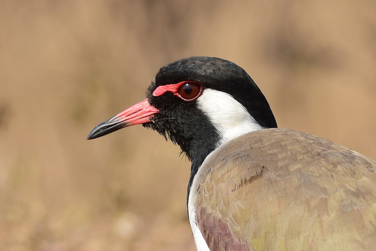 Red-wattled Lapwing - Ajoy Kumar Dawn