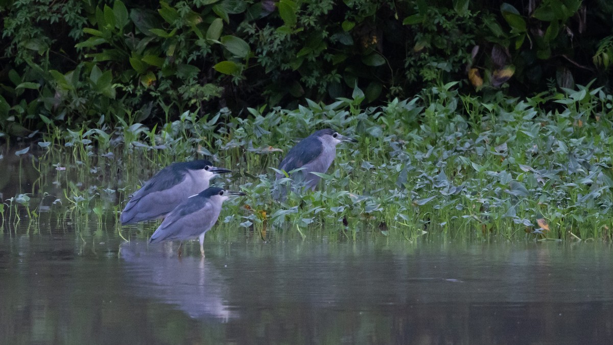 Black-crowned Night Heron - ML521232851