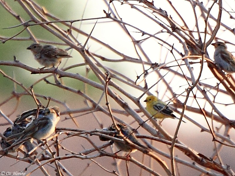 Arabian Golden Sparrow - ML521233581