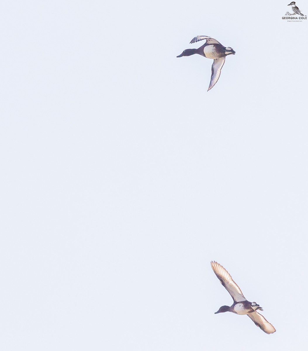 Ferruginous Duck - ML521233611