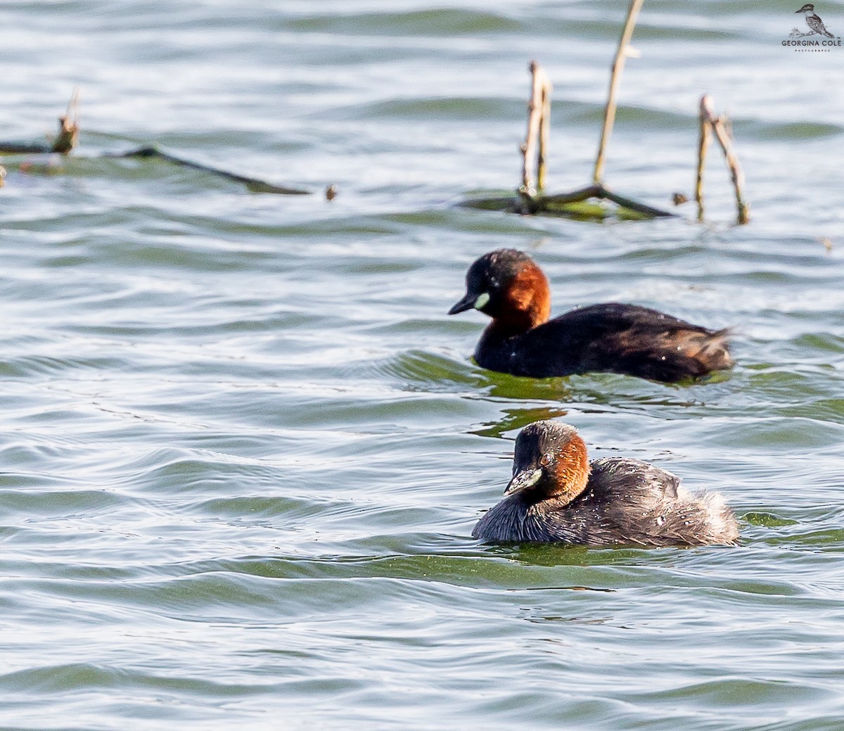 Little Grebe - ML521233731