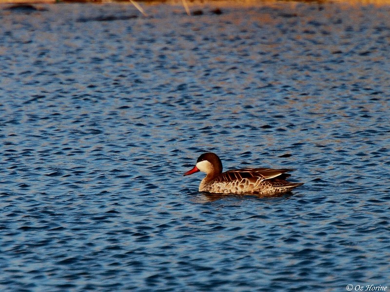 Red-billed Duck - ML521234481