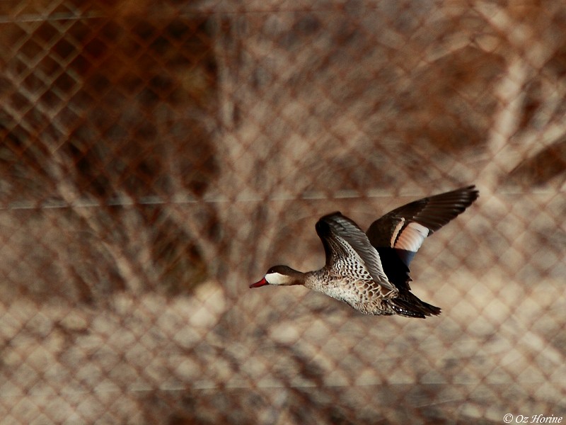 Red-billed Duck - ML521234491