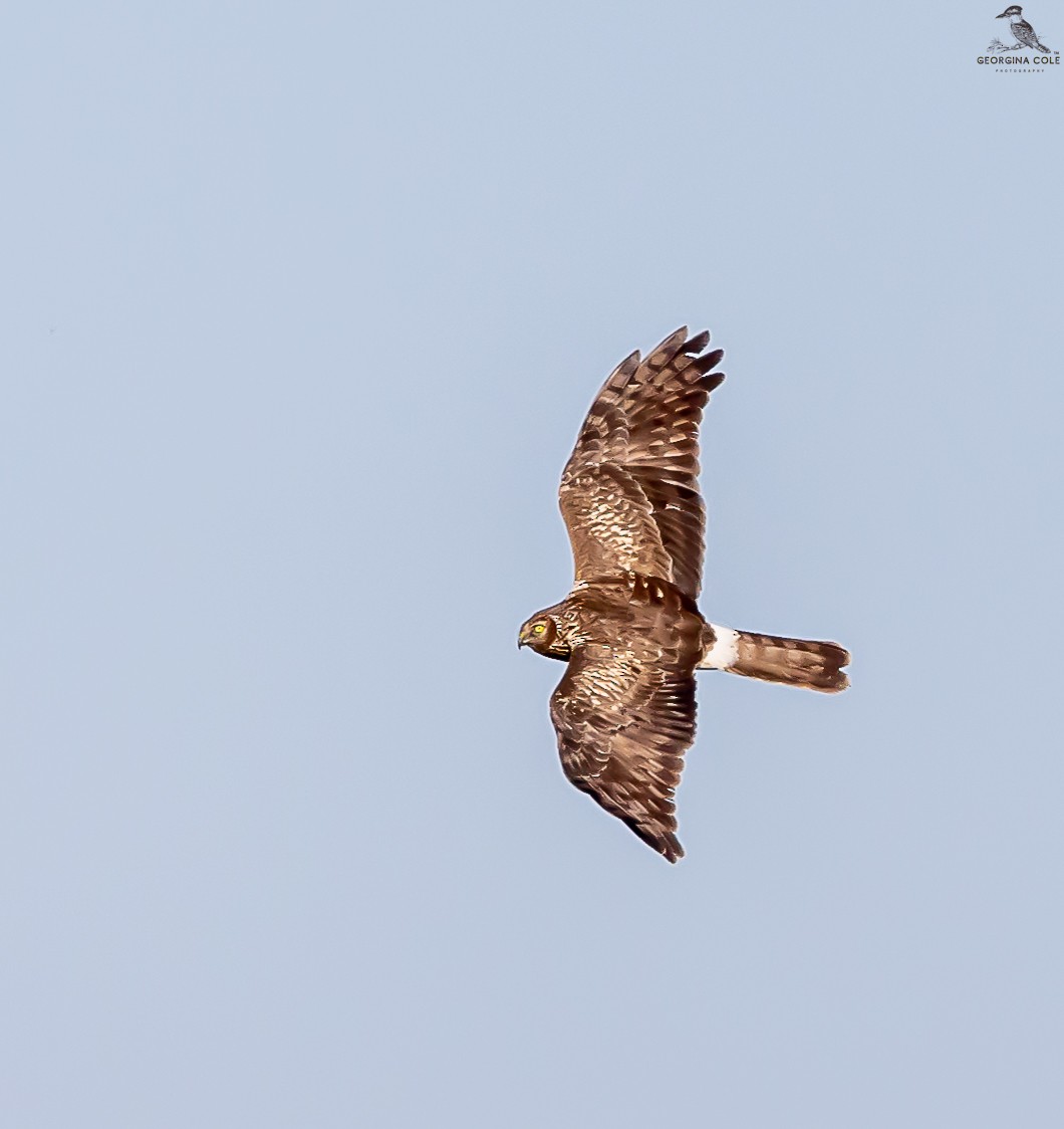 Hen Harrier - Georgina Cole