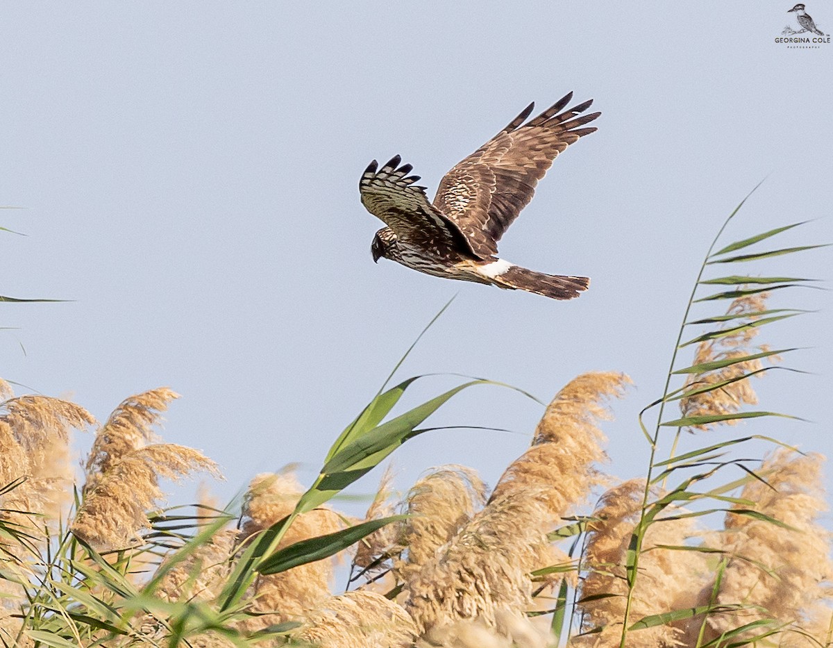 Hen Harrier - ML521234711