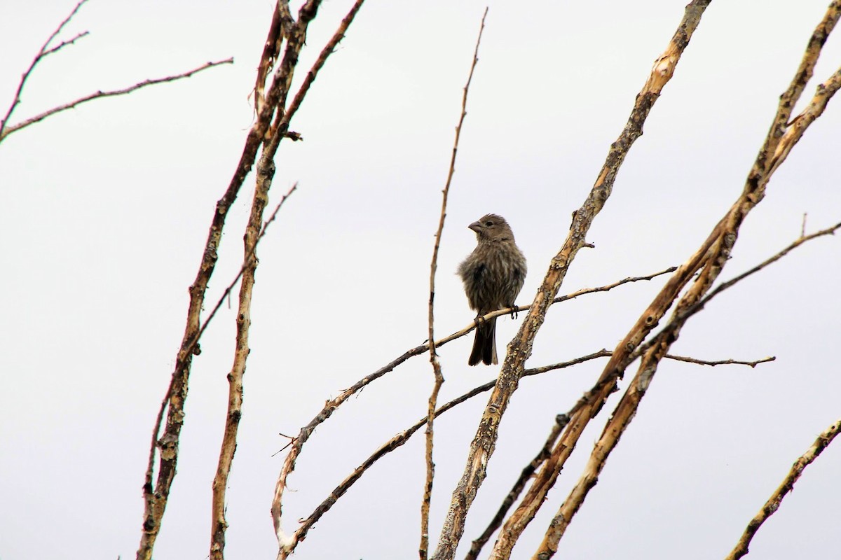 House Finch - ML521235061